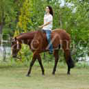 equine photos