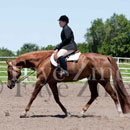 horse and rider photography