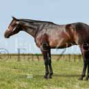 photo of quarter horse