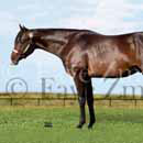 quarter horse stallion picture