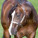 stallion photo
